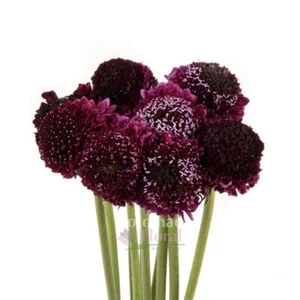 Scabiosa seed Burgundy Black Knight 40 fresh seeds - Picture 1 of 3