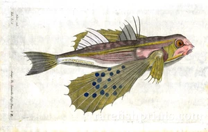 FLYING GURNARD ENGRAVING WILLUGHBY 1ST EDITION 1686 BEAUTIFUL RARE PRINT VG - Picture 1 of 10