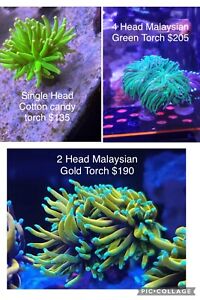 Live Saltwater Corals For Sale