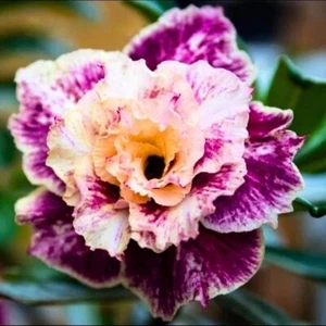 4 Purple Cream Desert Rose Seeds Adenium Obesum Flower Perennial Seed US SELLER - Picture 1 of 24