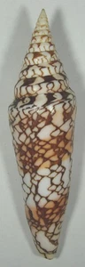CONUS CLYTOSPIRA 136.93mm SUPER CHOICE SPECIMEN Kollam, S.W. India 2025 - Picture 1 of 2