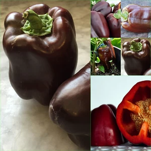 CAPSICUM CHOCOLATE BEAUTY 15+Seeds GROW Bulk VEGETABLES - Picture 1 of 5