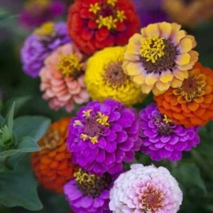 Zinnia DWARF BUTTON BOX Heirloom Container Dainty 6 Colors Non-GMO 200 Seeds - Picture 1 of 5