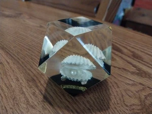 Fermacarte vintage NASSAU lucite perla in guscio di vongole ostriche bello! - Foto 1 di 15