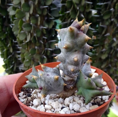 QUAQUA MAMMILLARIS stapelia pseudolithos, huernia caralluma  caudex euphorbe - Photo 1/4