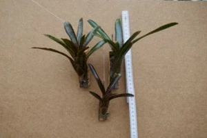Neoregelia Adonis,aufgebunden, Bromelie - Bild 1 von 3