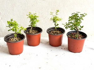 Neea buxifolia (Nia, Saltwood, Tropical boxwood) Plants Pre-Bonsai - Thin Trunks - Picture 1 of 7