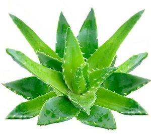 Capsule di Aloe Vera (aloe vera) - 100% senza riempitivi - Foto 1 di 3