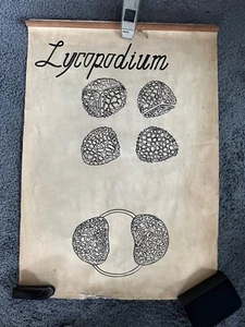 Vintage Botanical Poster Board 1970s HAND MADE Pharmaceutical University FREE PP - Picture 1 of 5
