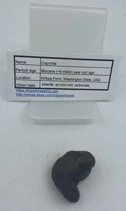 Washington State Coprolite Genuine Fossilized Feces Poop Dung CP39 - Picture 1 of 4