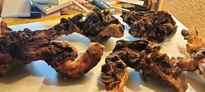 driftwood Mopani 8-12 inch ,1 Piece Perfect for moss, java ferns, buce, Anubias