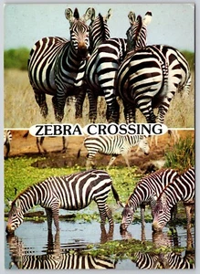 Postal Cruce de cebra Cebra de Burchell Kenia Equus quagga burchellii - Imagen 1 de 2