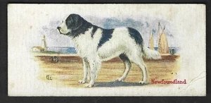 1930 Newfoundland Dog Card Cowan's Chocolate V13 Cowan Dogs Series #9 Canadian - Picture 1 of 2