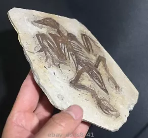 Real Confuciusornis Fossil Rare Chinese Bird Collection - Picture 1 of 7