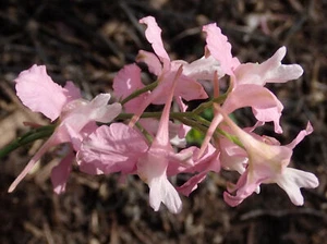 2000 DELPHINIUM AJACIS Seeds (Pink Rocket Larkspur) | NON-GMO | Free shipping - Picture 1 of 3