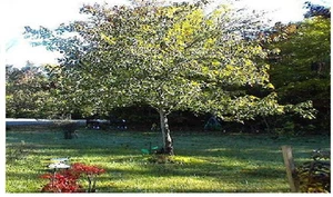 Maple Tree   25 Seeds    Very Popular Shade Trees USA Seller - Picture 1 of 1