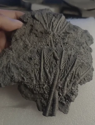 Natural Scale Hairy Sea Lily Elegants Sea Lily Silurian Devonian - Image 1 of 4