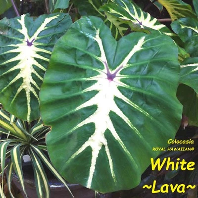 ~WHITE LAVA~ Colocasia esculenta ORNAMENTAL ELEPHANT EAR Live potted Small Plant - Image 1 of 4