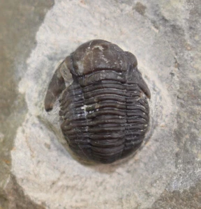 Trilobit, Gerastos cuvieri, Devon, Eifel, Gees, Eifel, Germania -c383 - Foto 1 di 9