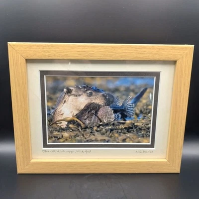 Nic Davies Wildlife Photograph Otter With Its Fish Supper Isle Of Mull Signed - image 1 of 4