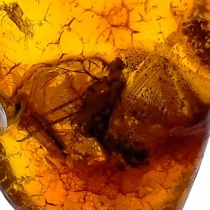 Baltic Amber gemstone w/ trapped fly fossil and leaves flora inclusions 11.8ct - Picture 1 of 7