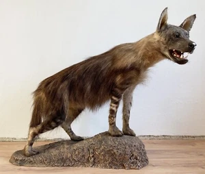 Braune Hyäne Hyaena Brunnea Schabrackenhyäne echtes Tierpräparat aus Südafrika - Bild 1 von 6