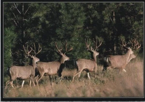 Bachelor Herd Mule Deer Bucks Continental Chrome Postcard - Picture 1 of 2