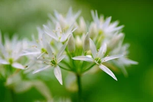 Wild Garlic Ramsons Seeds, Allium ursinum, Herb, Flower, Perennial - 50 or 100 - Picture 1 of 7