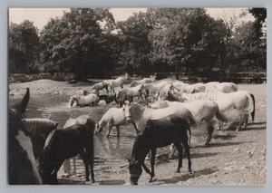 Lipica Lipizza Croacia 1969 - Caballos junto al agua - Foto antigua años 60 - Imagen 1 de 2