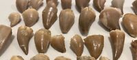 Morocco Fossil Mosasaur Teeth Cretaceous Dinosaur Tooth 1 PER PURCHASE