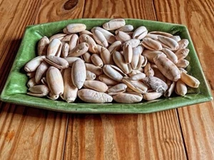 100 Imperfect Lettered Olive Sea Shells Sanibel Florida S-M Crafts Jewelry Lot - Picture 1 of 3