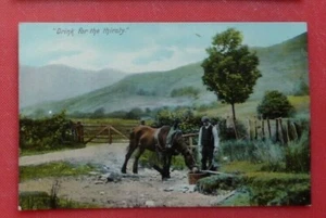 Bebida de postal para el caballo sediento Hartmanns serie rural 1906 - Imagen 1 de 2