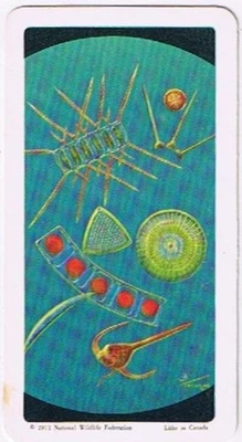 Brooke Bond Red Rose Tea Card #23 Vegetable Plankton Exploring The Ocean - Image 1 of 2