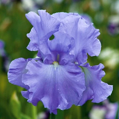 Open Ocean Bearded Iris Plant Quart Pot | Reblooming Lilac Blue Flower Perennial - Image 1 of 4