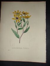 Original Hand Colored FOLIO Van Geel Botanical Print 1831: RUDBECKIA TRILOBA. 38