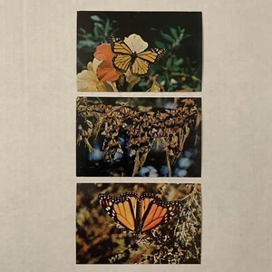 Lot Of 3 Vintage 1950s Monarch Butterflies Postcards Pacific Grove California - Picture 1 of 8