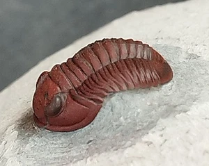 Seltener roter Trilobit aus Marokko - Bild 1 von 6