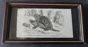 Gravure XIXème phrynosome orbiculaire - Imagen 1 de 4