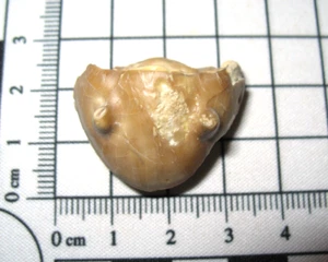 Ordovician Homotelus bromidensis trilobite fossil Bromide Formation Oklahoma #10 - Picture 1 of 12