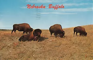 Herde von Nebraska Bison Weide Postkarte M609 - Bild 1 von 2