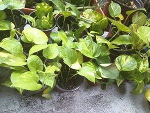 Marble Queen Pothos in 4" Pot - Beautiful Variegation - Picture 1 of 4
