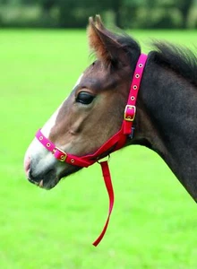 Shires Nylon Foal Slip - Picture 1 of 1