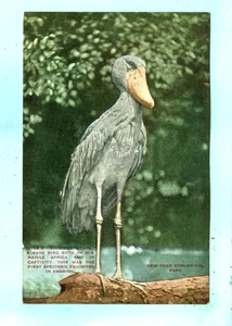 Vintage, "Shoebill Stork, Rare Bird from Africa, First Exhibited in America.... - Picture 1 of 2