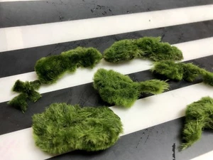 Marimo Moss 5 Balls Pieces 3cm-6cm Cladophora Live Plant Aquarium in USA. - Picture 1 of 5