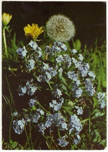 FIORI - MIOSOTIDE DELLE ALPI - VIAGG. 1972 -29343- - Picture 1 of 1