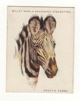 Wills Australia. Wild Animals #25. Grevy’s Zebra - image 1 of 2