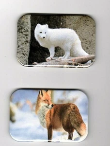 FOX   2  REFRIGERATOR MAGNET  2" X 3"  WITH ROUNDED CORNER - Picture 1 of 4