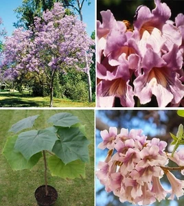 Pink Empress Tree | Paulownia Elongata | 100+ fresh seeds | Same Day Dispatch - Picture 1 of 4