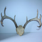 VERY NICE Whitetail Deer Antlers 4x4 Wide Rack with Quarter Skull 15" Spread 