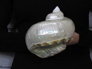 Sea Shell Turbo marmoratus 171 mm ID#7401 - Photo 1/4